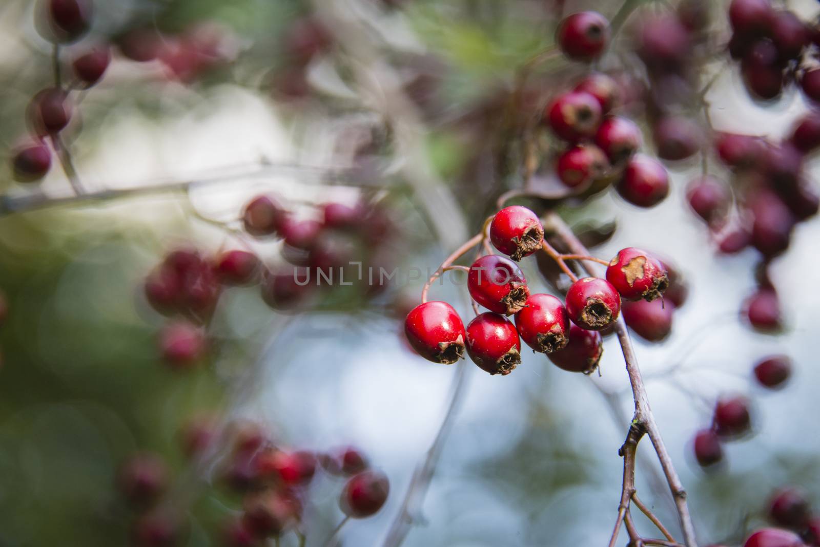 Bright red berries on a hawthorn hedge