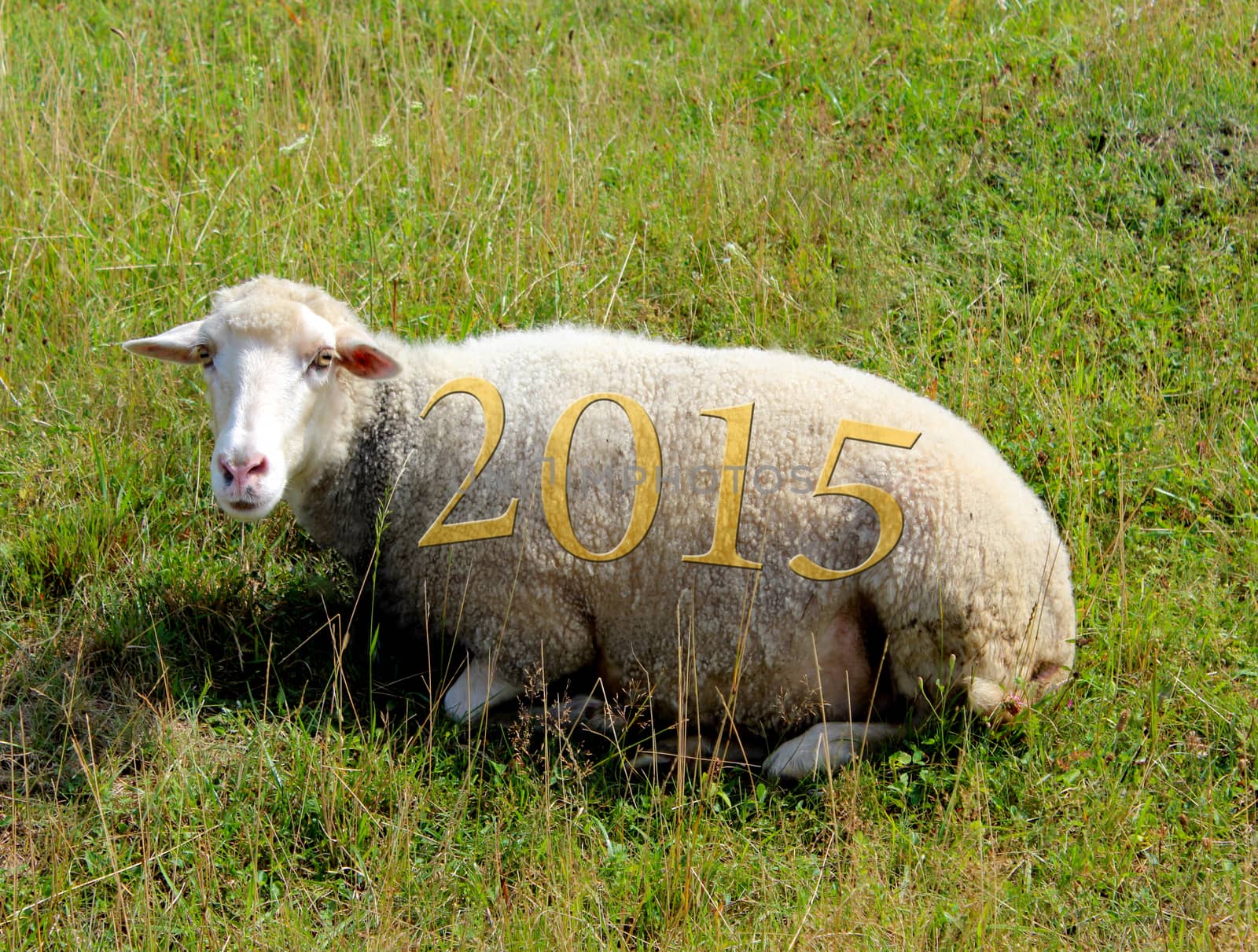 2015 on sheep grazing on the grass by alexmak