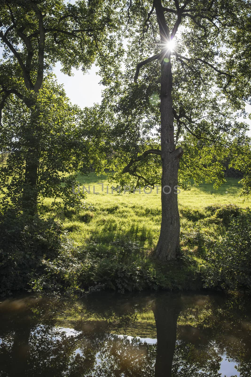 Sunlight through trees by Caldon canal in Staffordshire