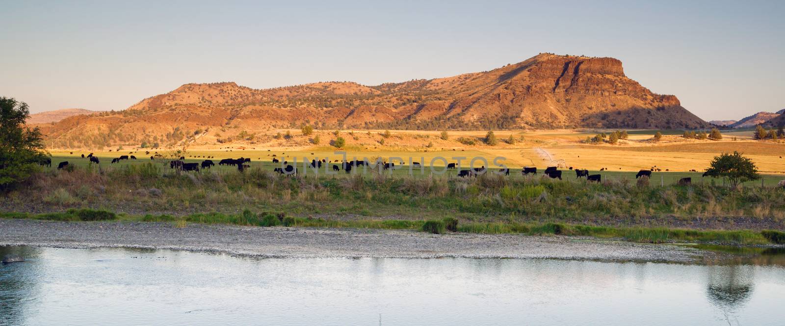 Desert River Ranch Black Angus Cattle Livestock by ChrisBoswell