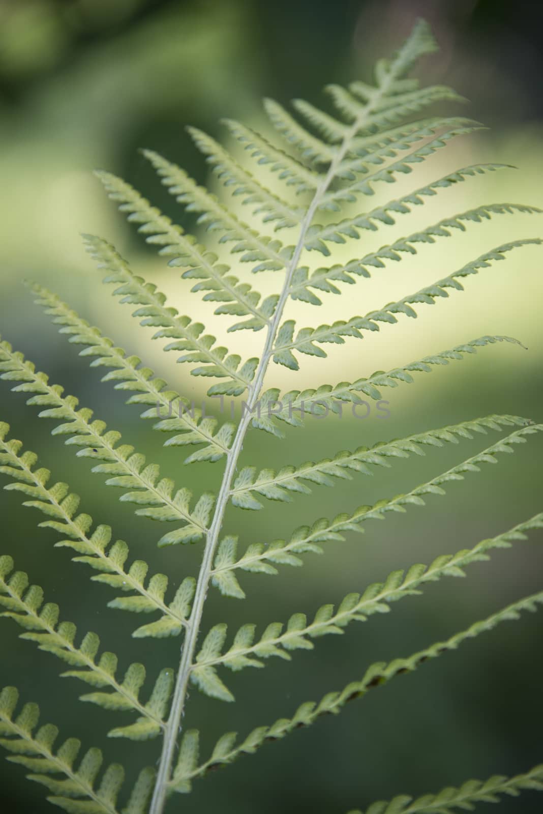 Close up of a green fern leaf