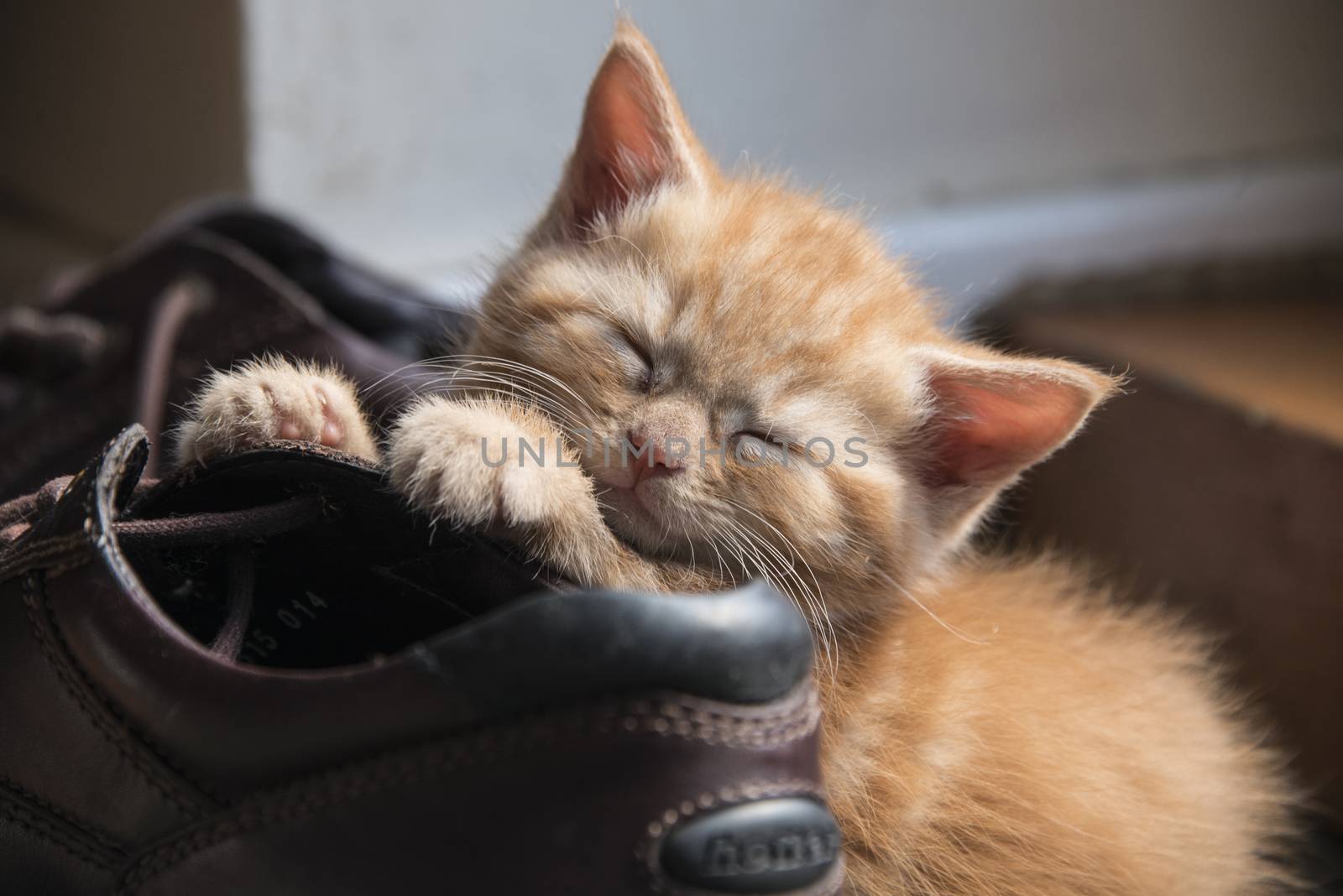 A ginger kitten asleep on a boot
