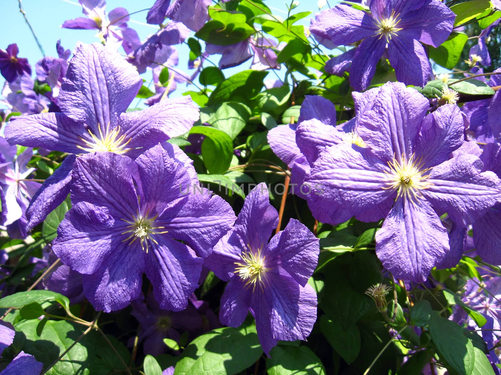 beautiful blue flowers of clematis by alexmak