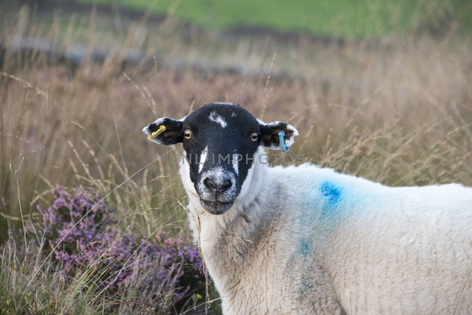 Close up of a sheep in a field
