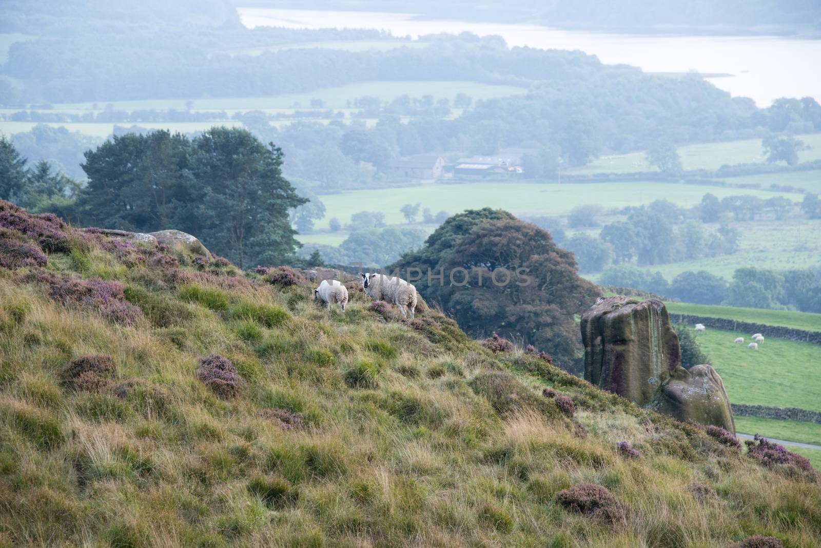 A sheep and lamb graze on the hillside of Views the roaches, Staffordshire, England