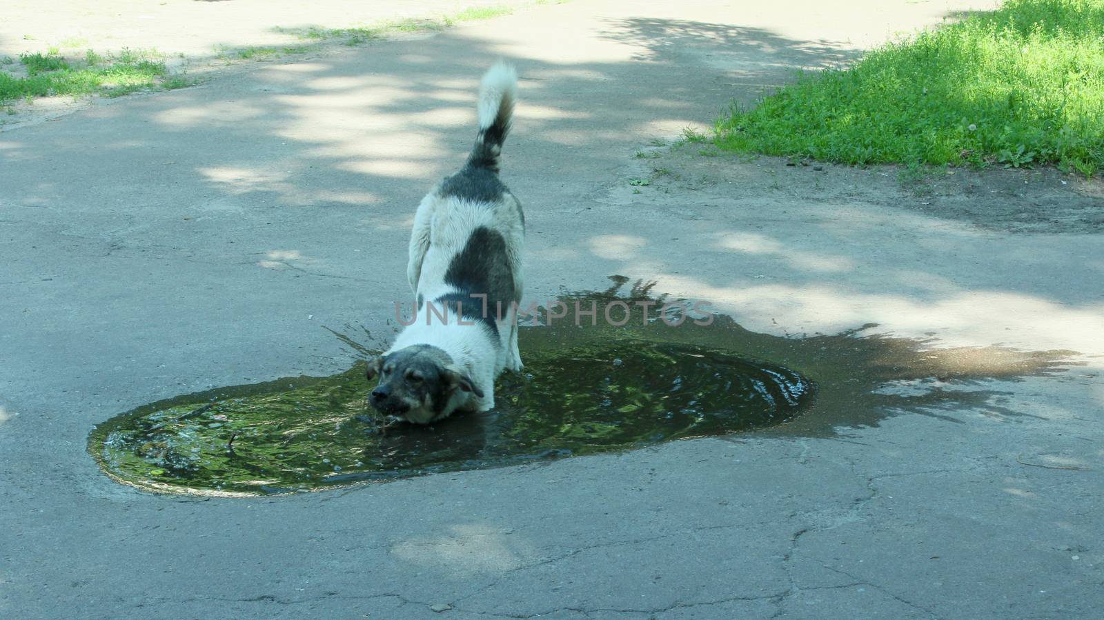 Big dog drinking water from poll slaking its thirst