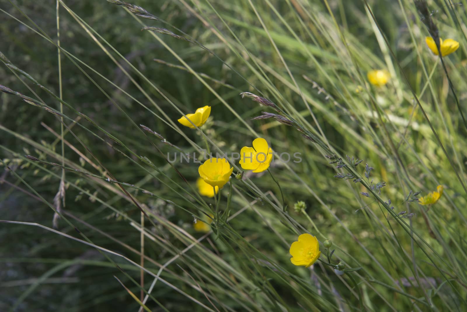 Closeup of buttercups and wild grasses