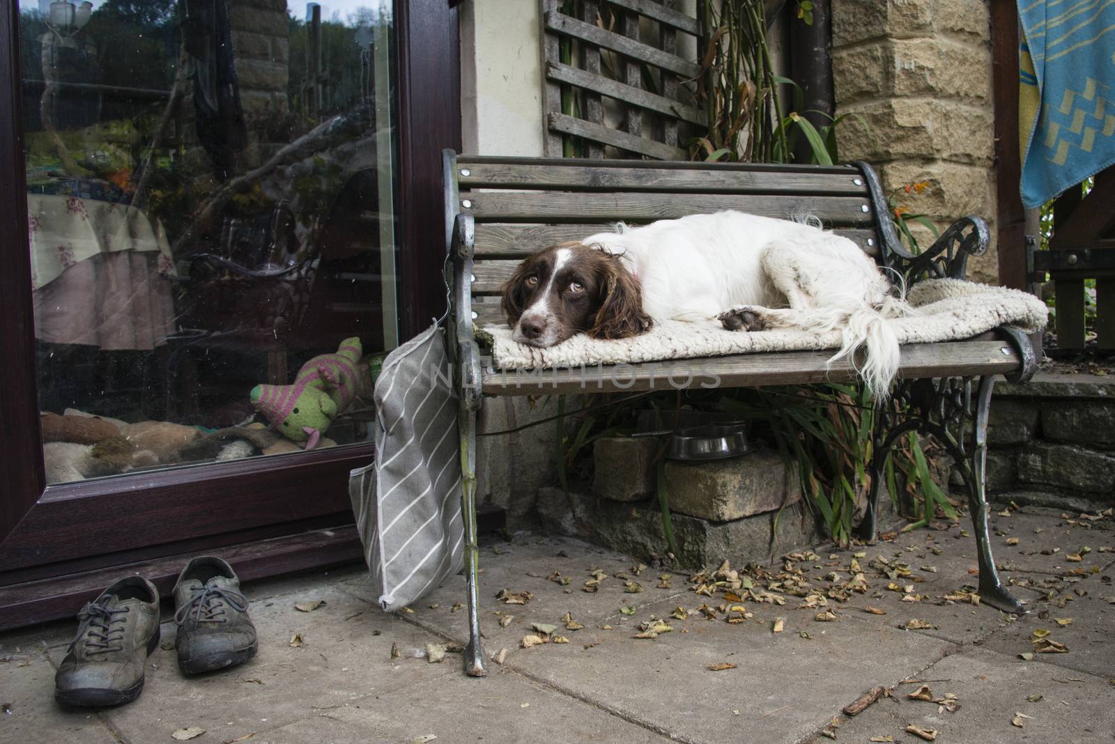 A springer spaniel resting on a bench
