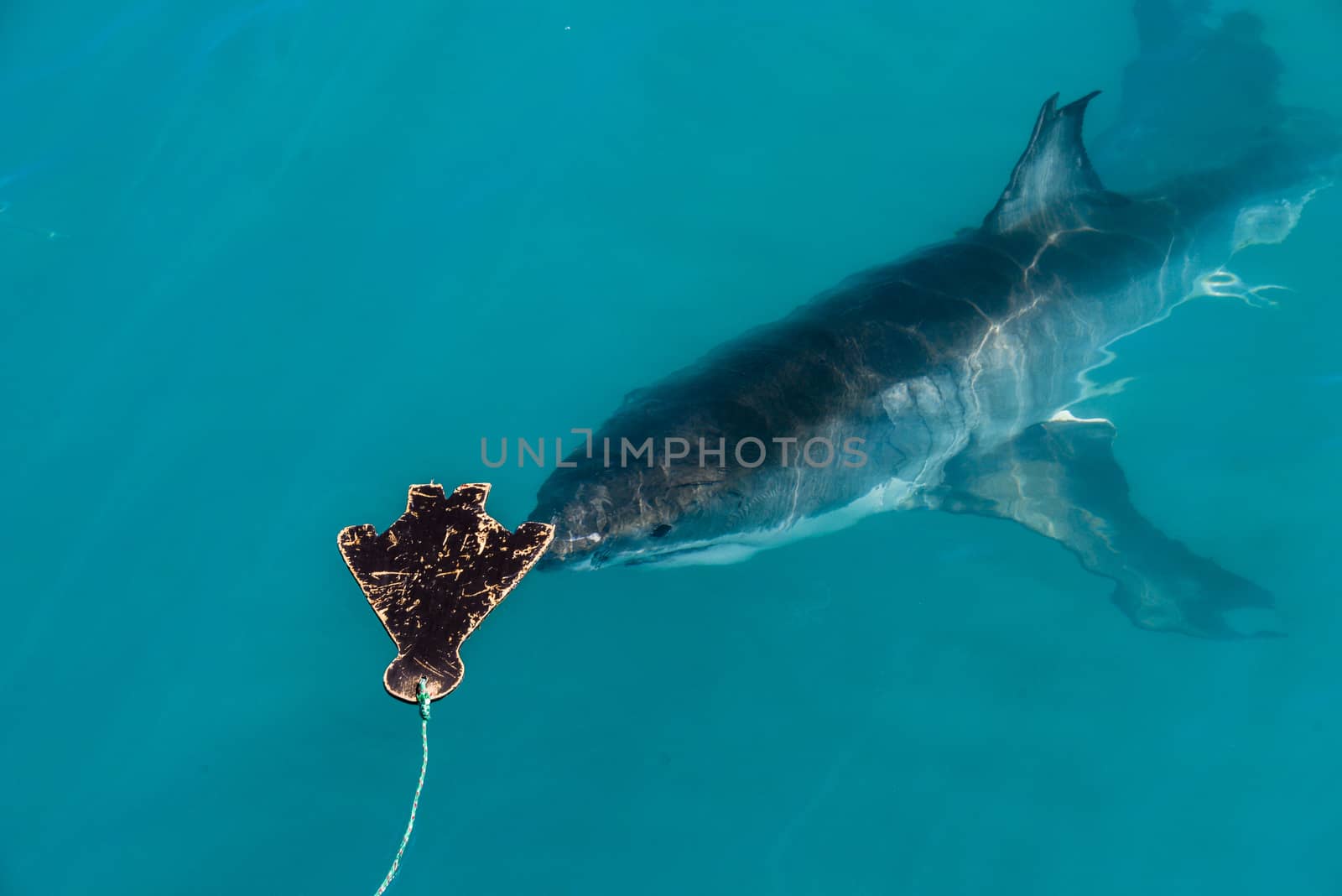 A great white shark approaches a decoy in Gansbaai, South Africa