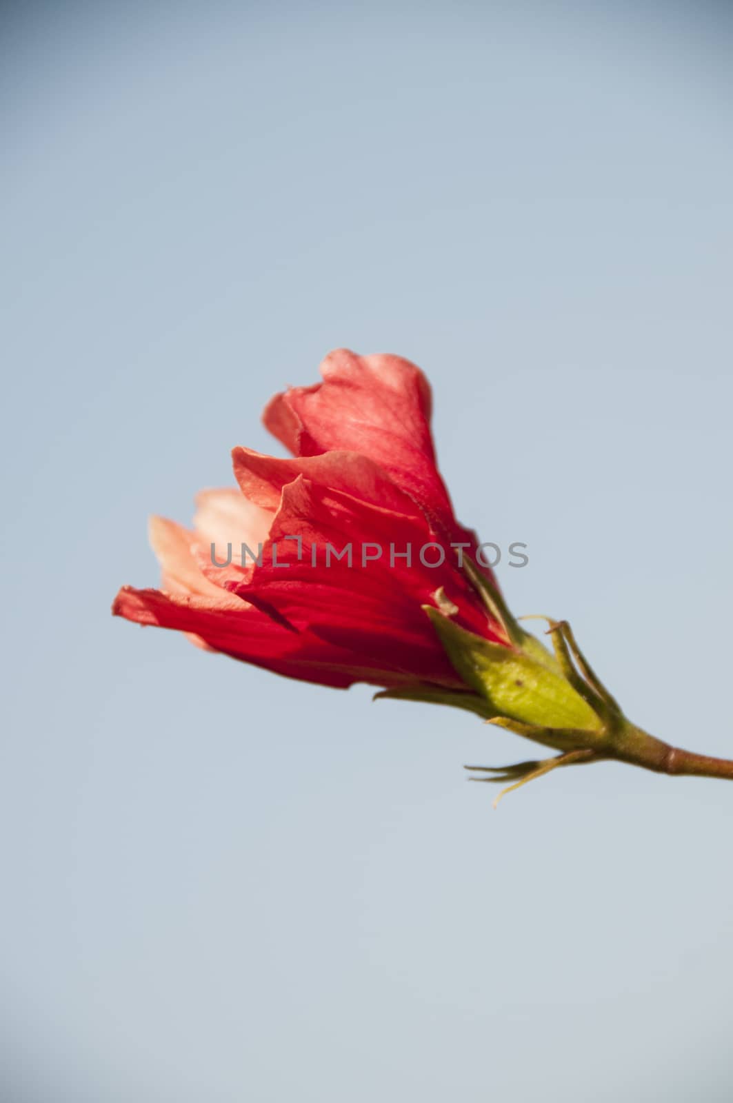 A red flower against a bright blue sky