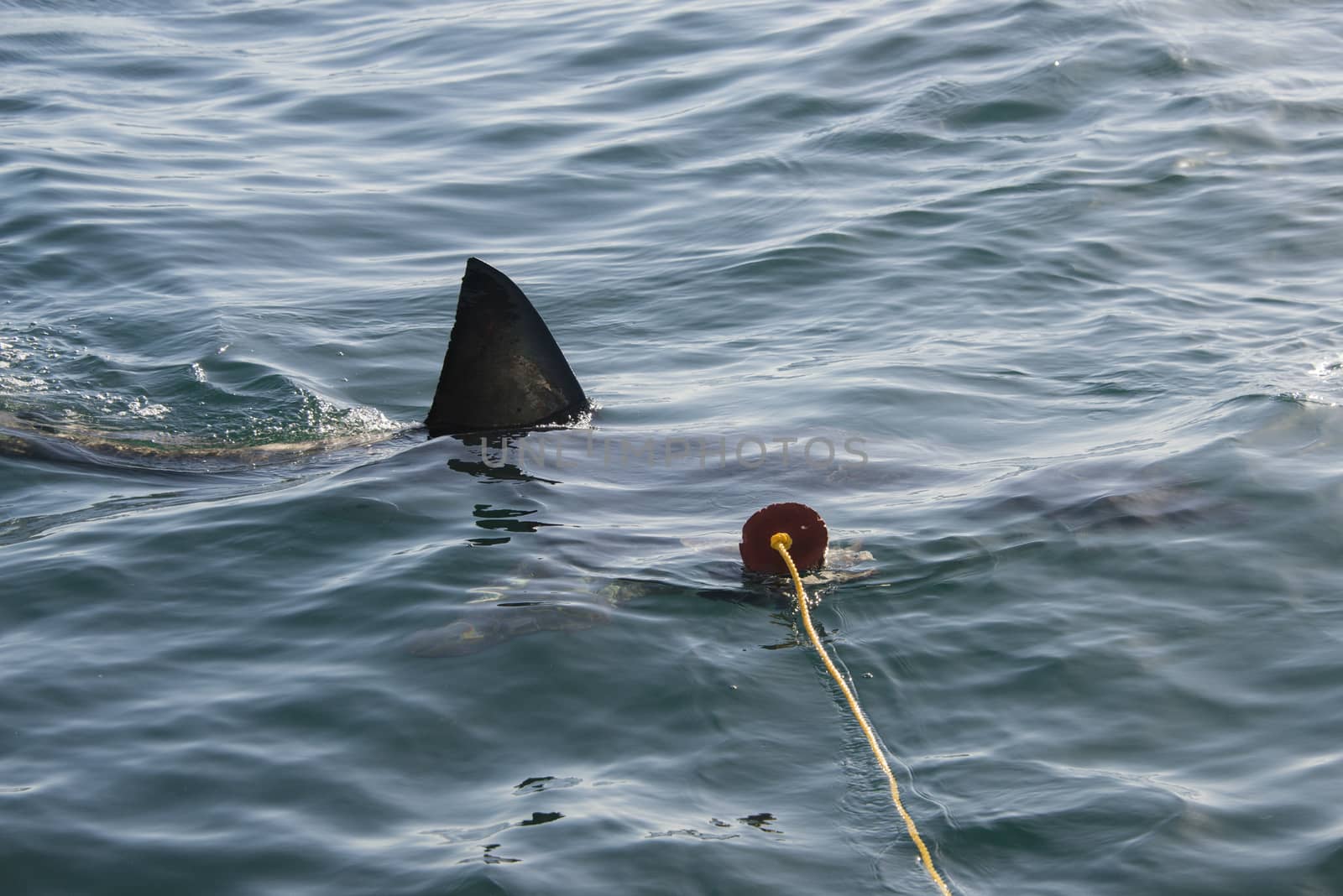 The fin of a great white shark cuts through the water as it approaches the decoy in Gansbaai, South Africa