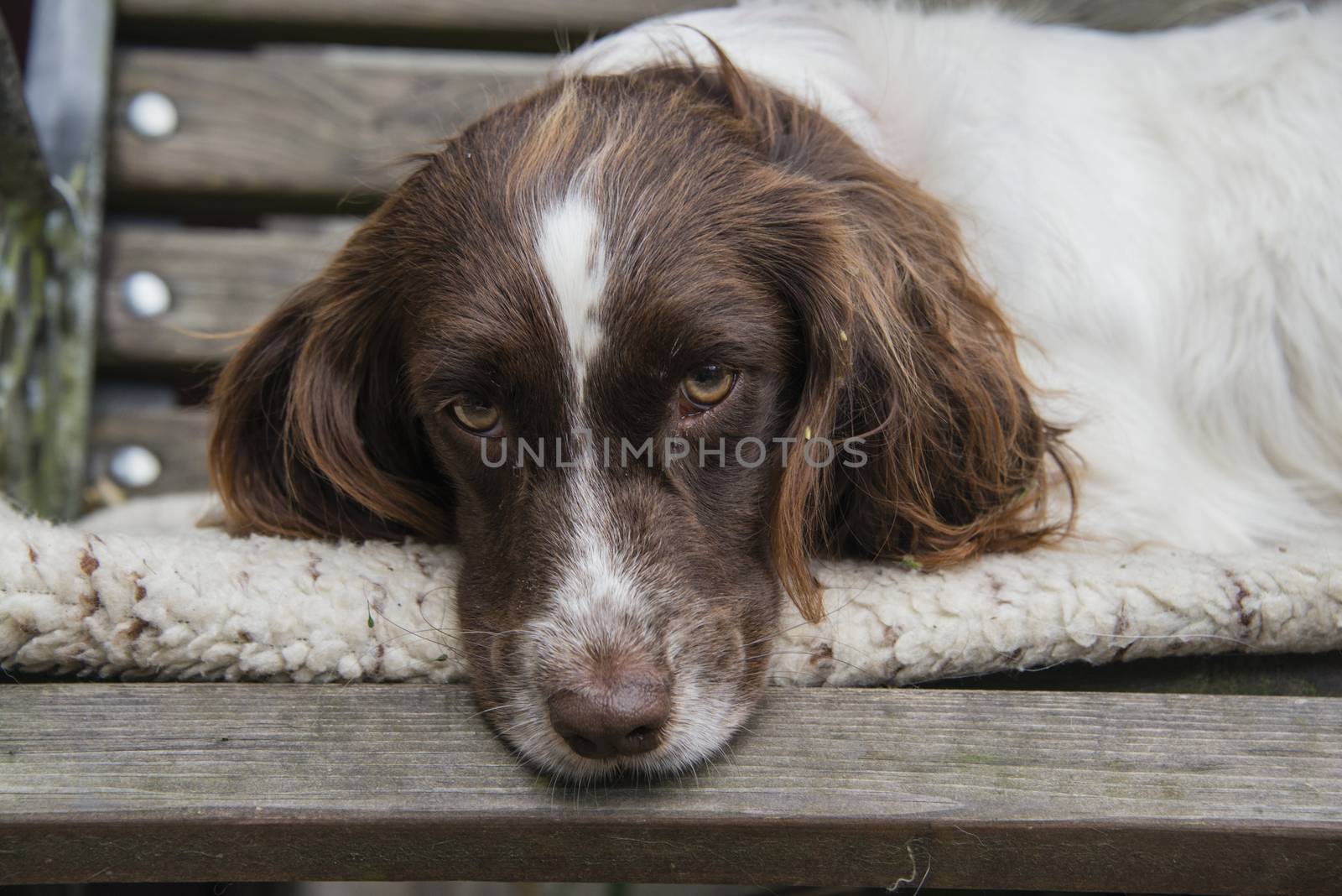 A springer spaniel resting on a bench