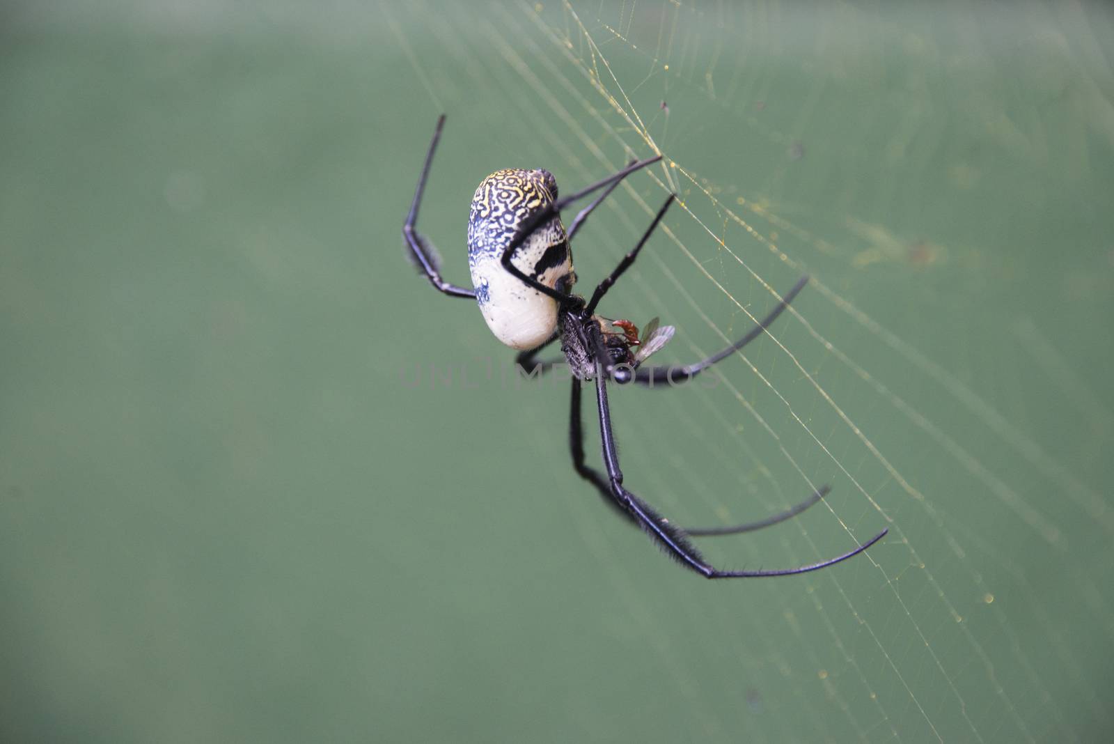 A golden orb spider feeding on a fly, Gansbaai, South Africa