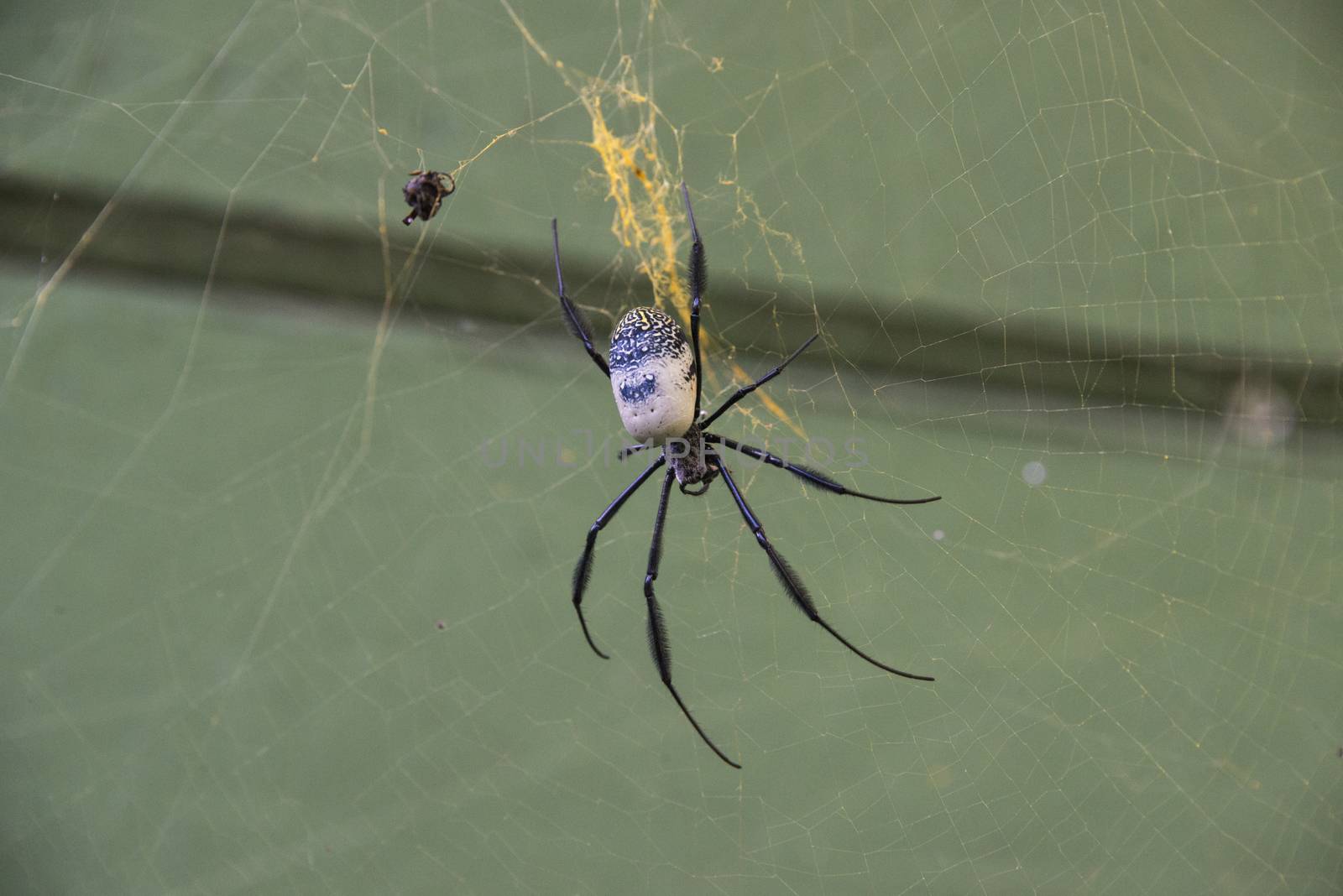 A golden orb spider in a web