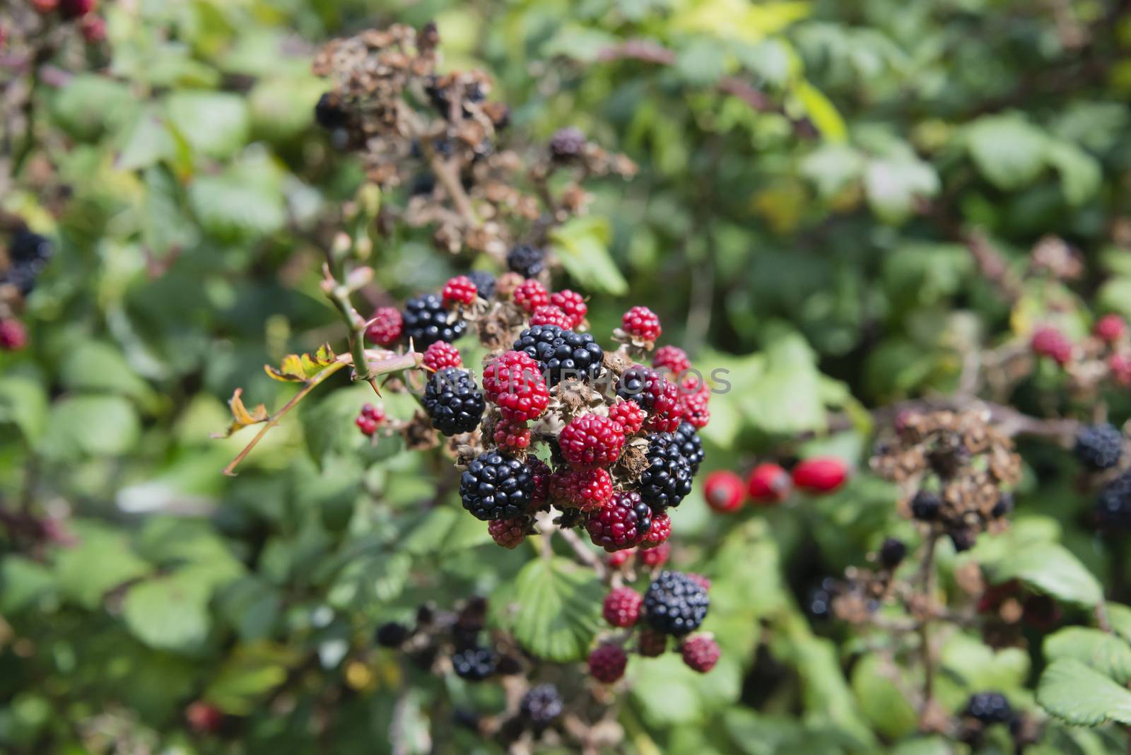 Blackberry bunch on a bush in a garden in England