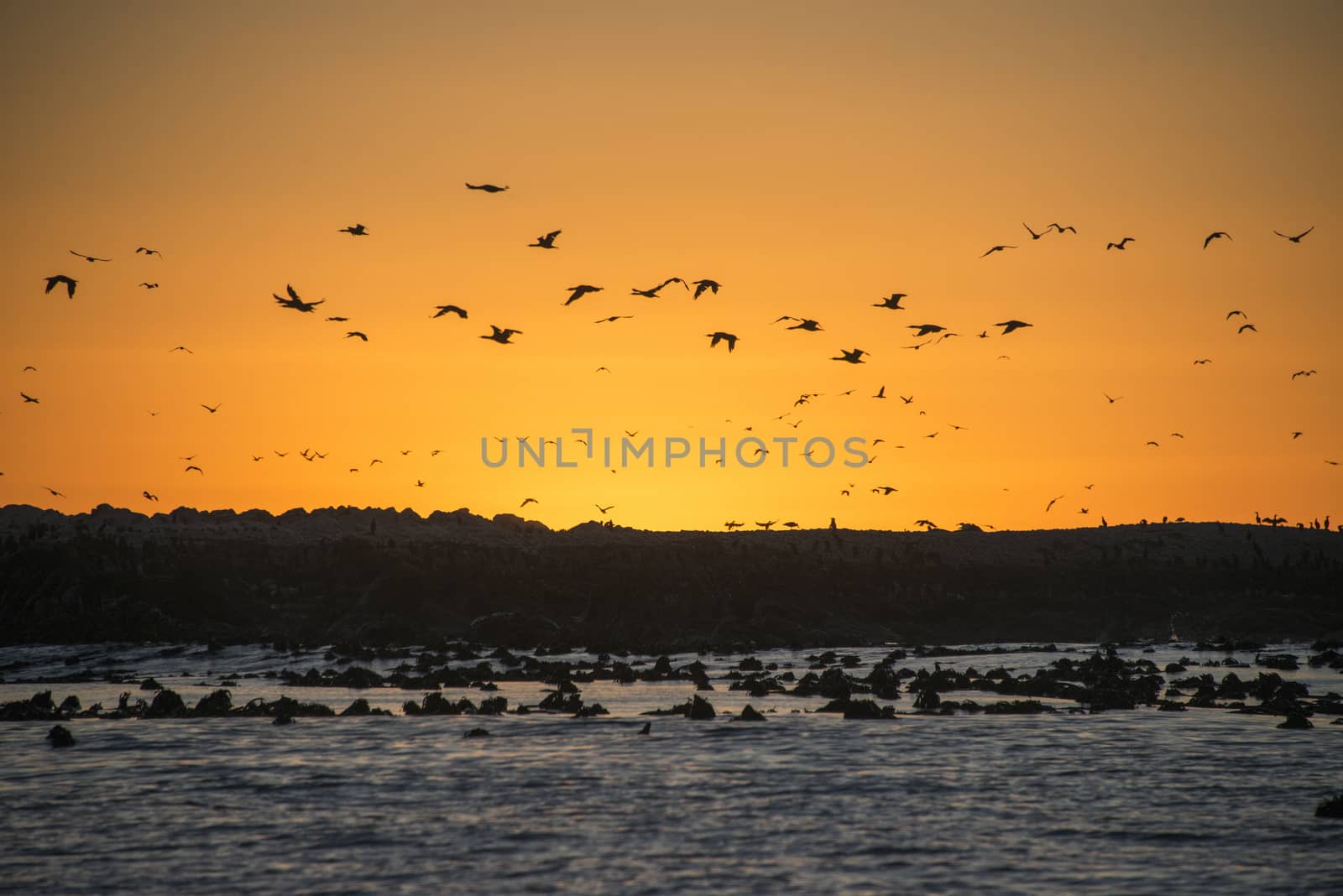 Sunset at Dyer Island nature reserve and bird colony, South Africa