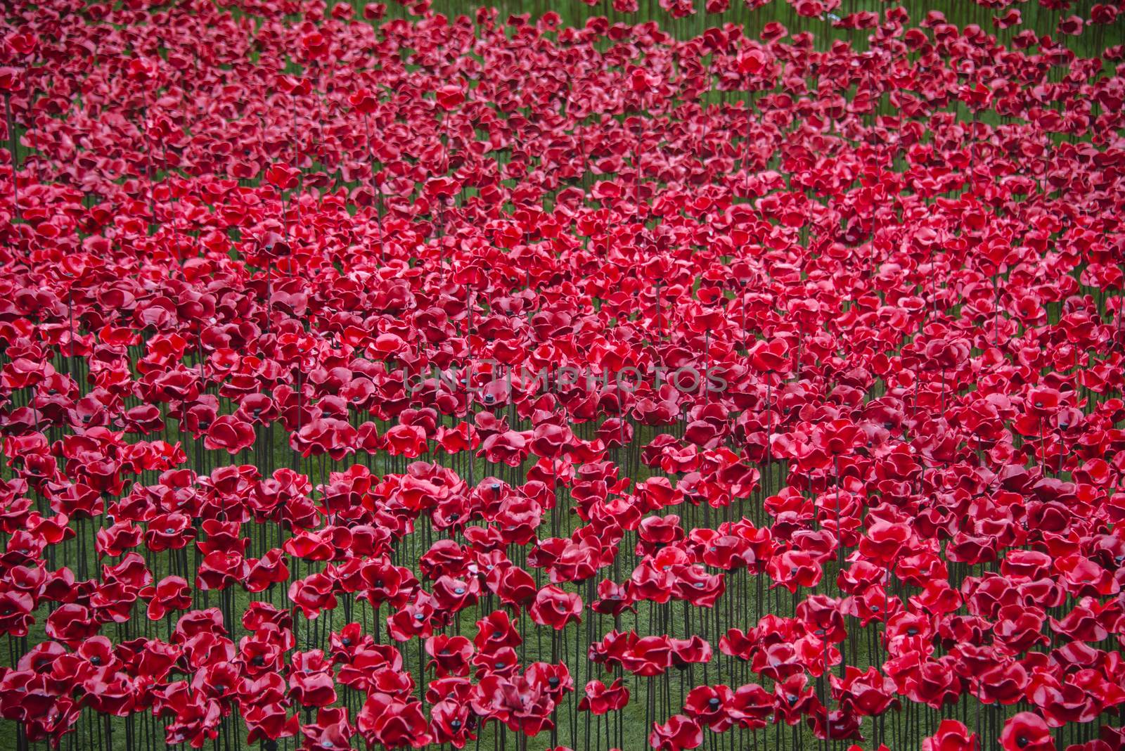 The Blood Swept Lands and Seas of Red installation in the moat of the Tower of London, 2014