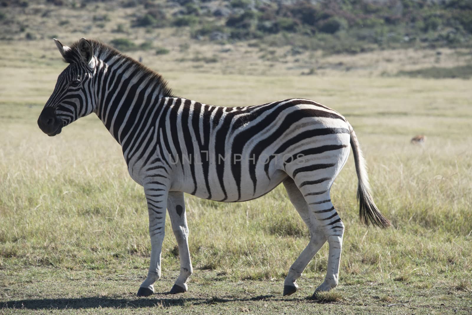 Close up of a zebra standing in a field, South Africa