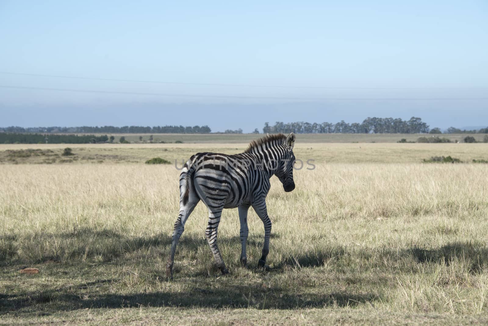 A young zebra walking across a plain, South Africa
