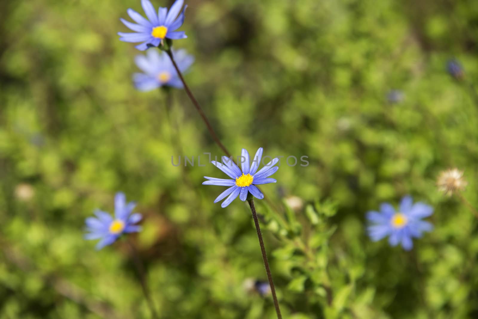 Blue daisies by Anna07
