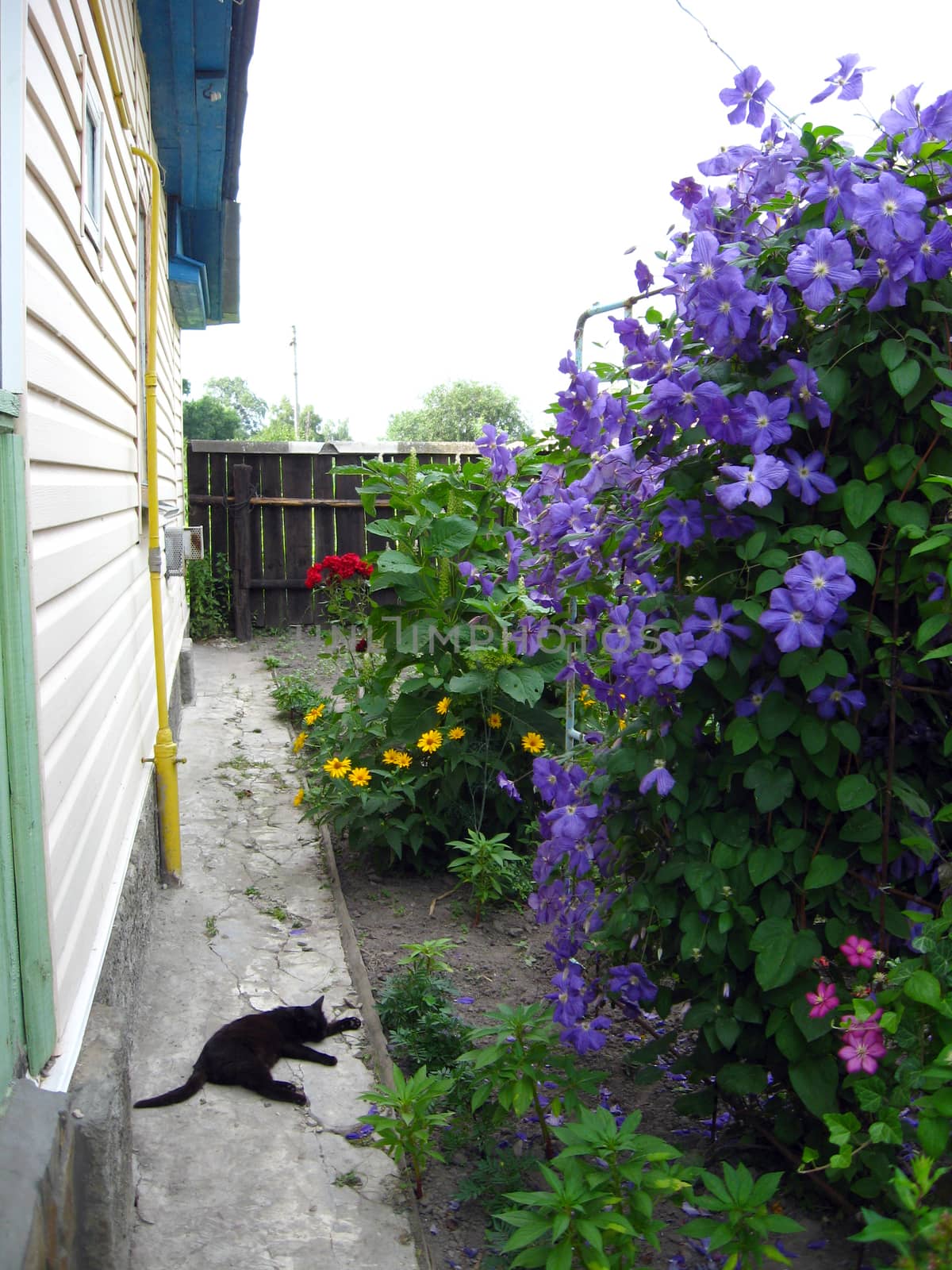 beautiful big bush of blue clematis near the house and sleeping cat