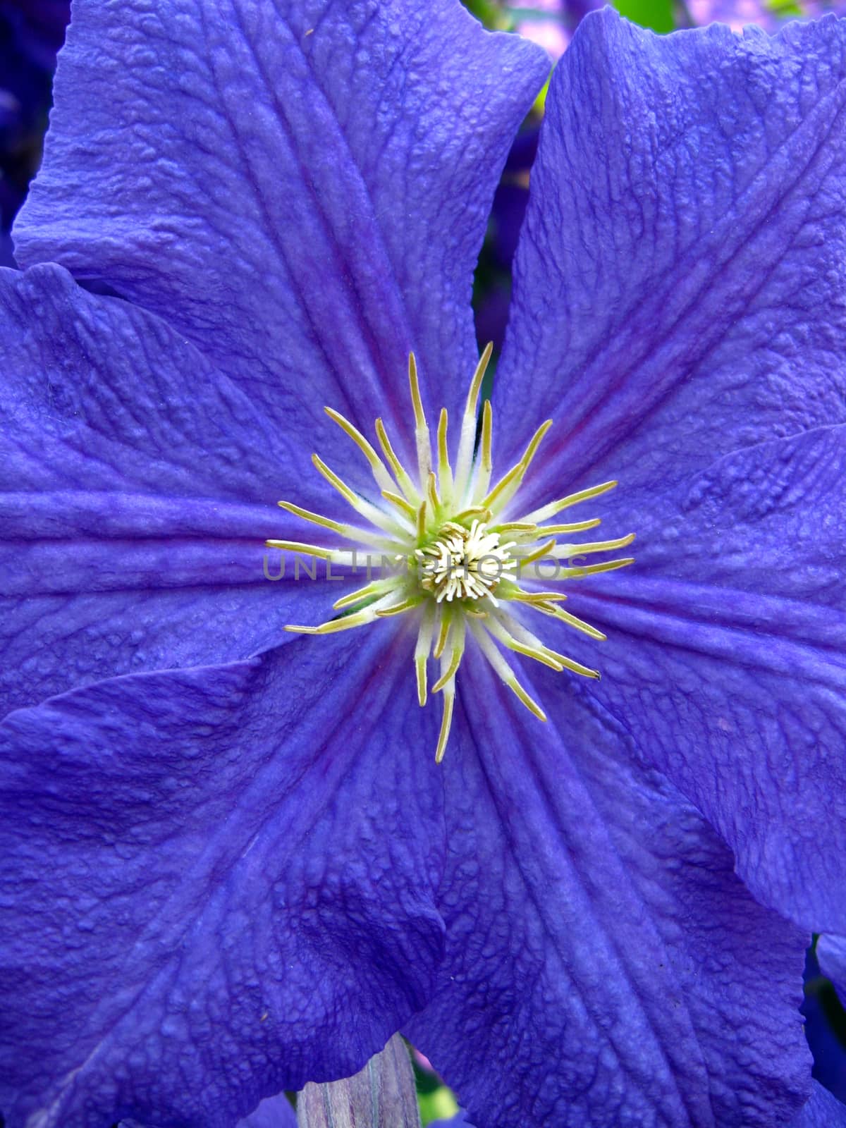 beautiful blue flower of clematis by close up by alexmak