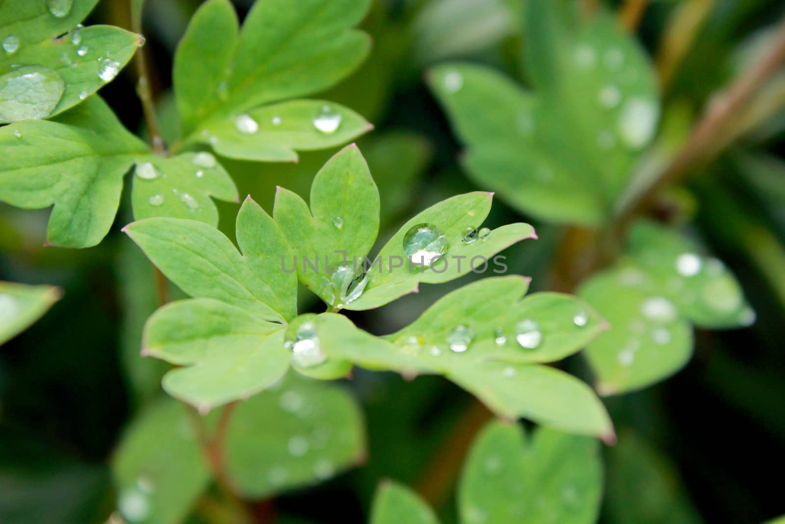 transparent drops of water on the green leaves by alexmak