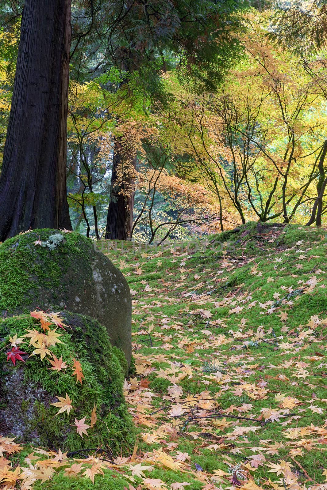 Japanese Maple Tree Leaves on Mossy Rocks and Ground in Fall Season at Portland Japanese Garden