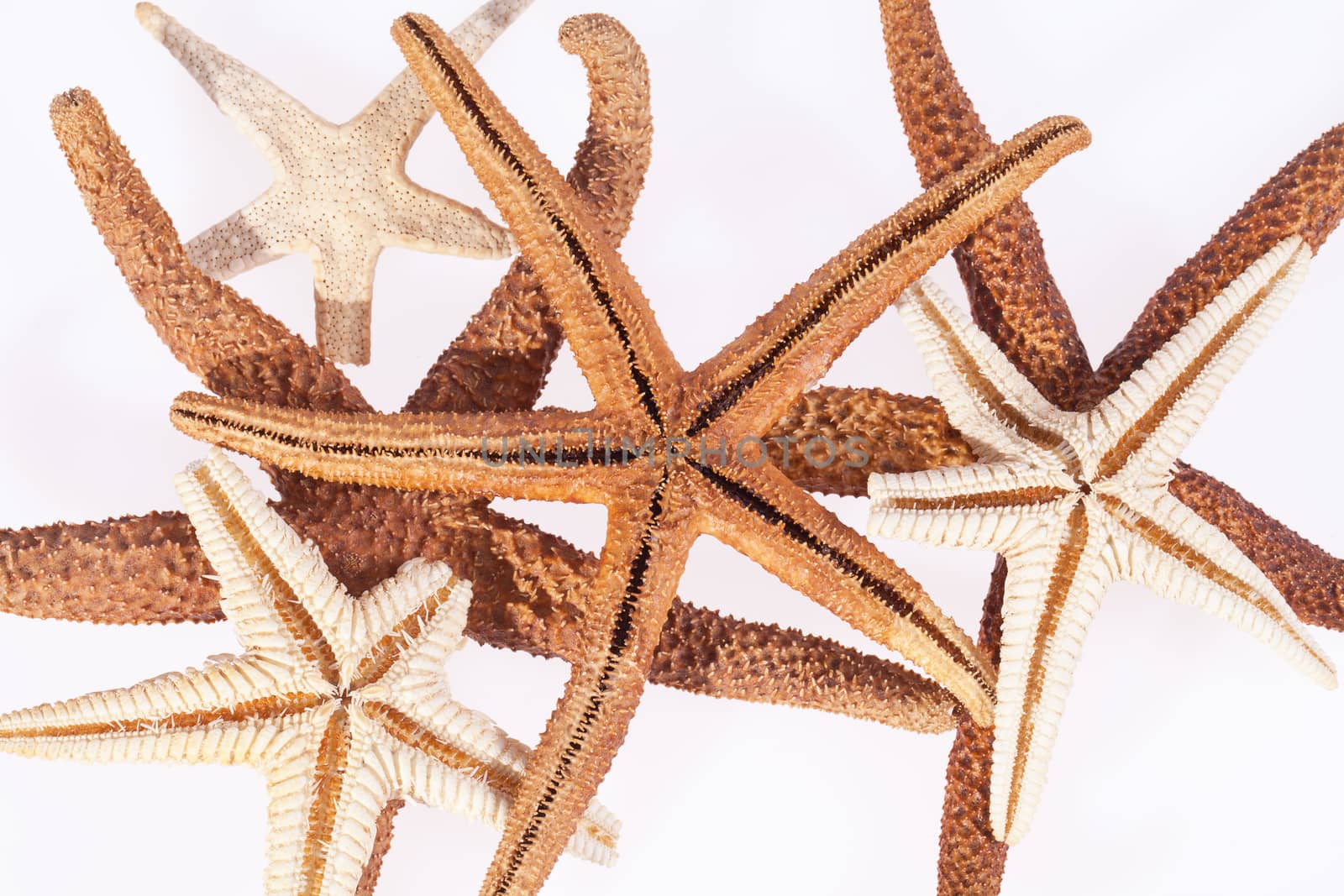 some starfishes on white background close up