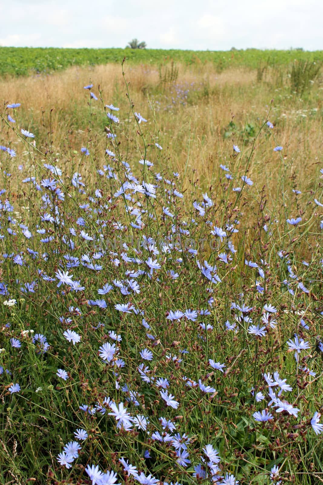 blue flower of Cichorium in the field by alexmak