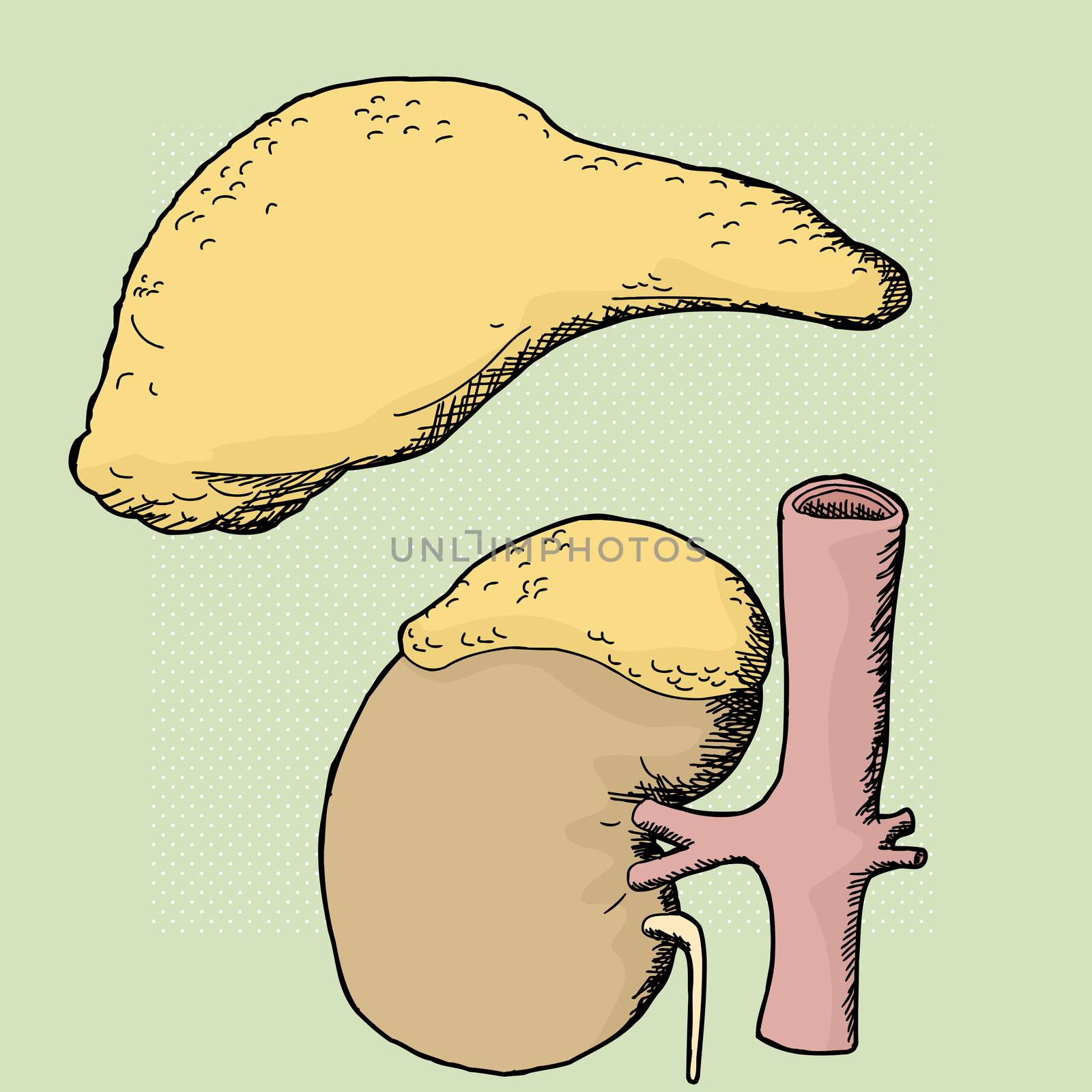 Human adrenal glands and kidney over green background