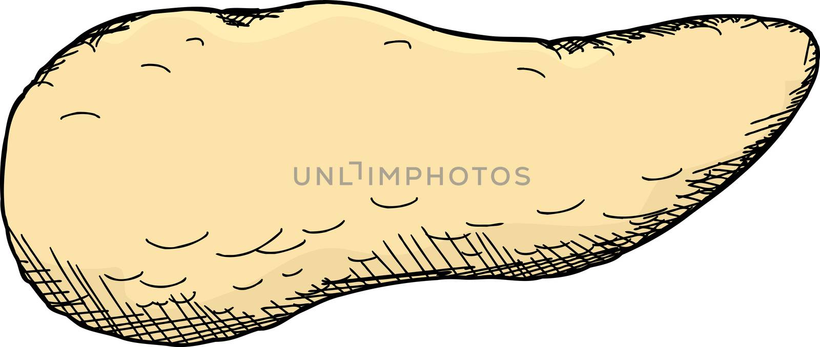 Single cartoon pancreas over isolated white background