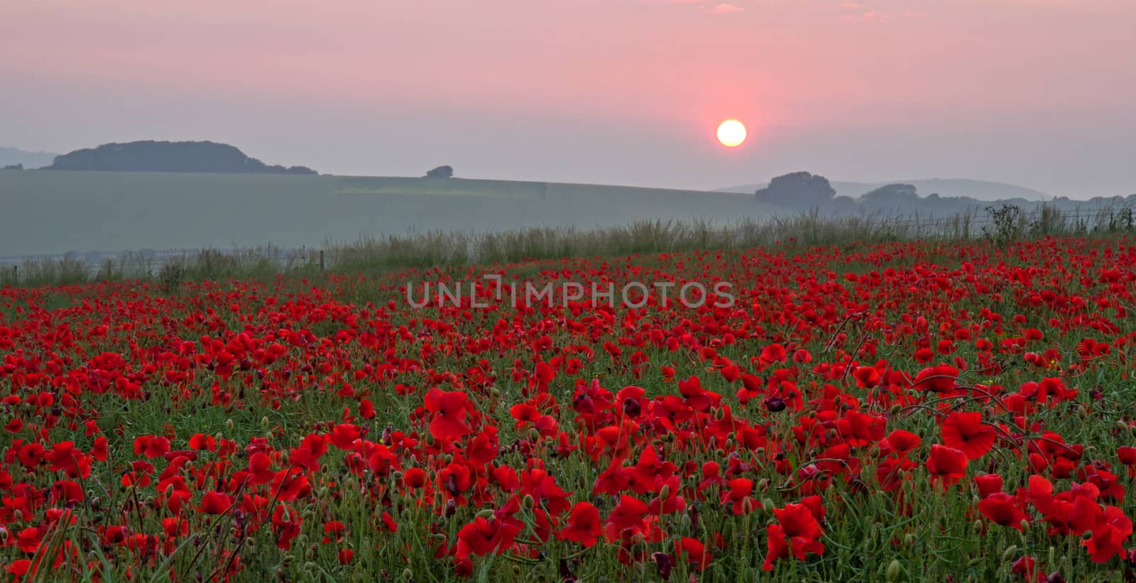 A field of poppies at Sunset. A commemoration of the thousands who died during the First World War.
"At the going down of the sun...we will remember them."