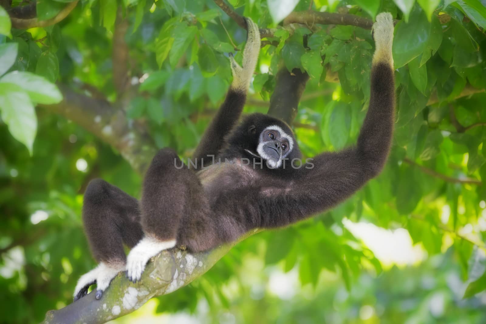 Gibbon Monkey by kjorgen