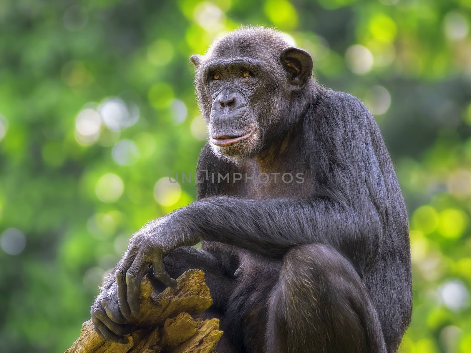 Common Chimpanzee by kjorgen