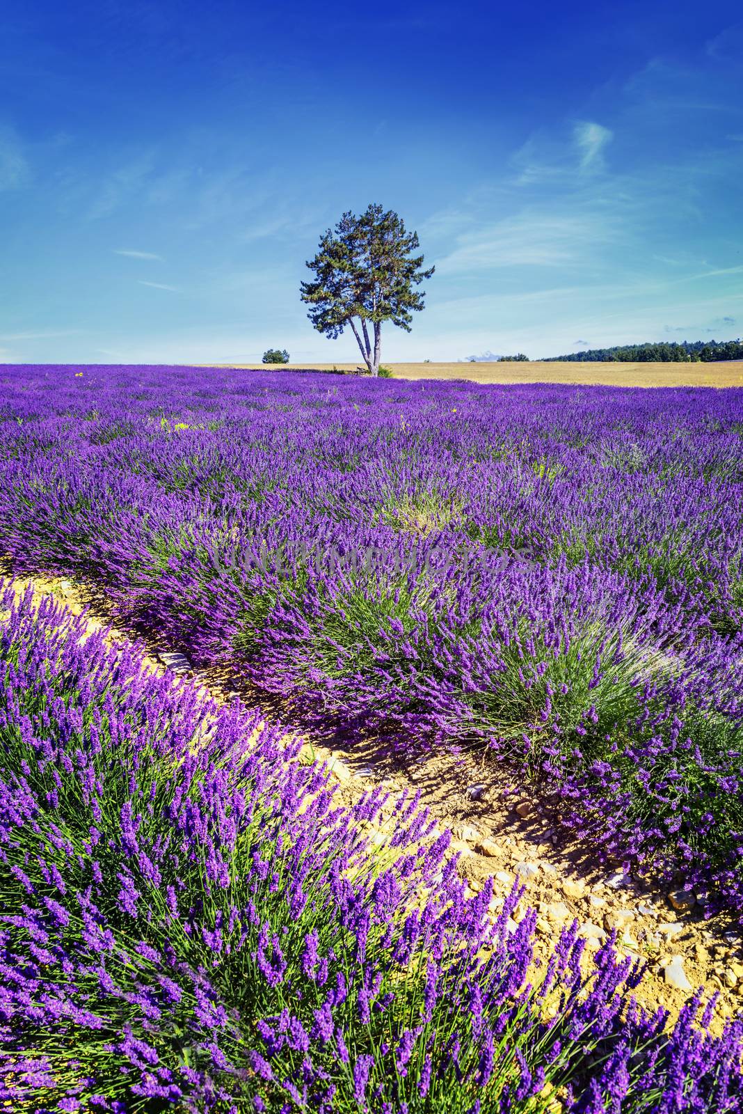 Lavender field in Provence, near Sault, France 