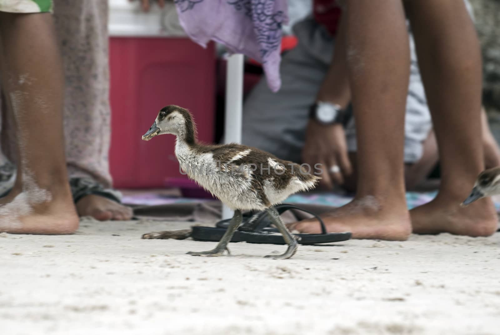 An Egyptian gosling walking amongst holidaymakers on a beach in South Africa