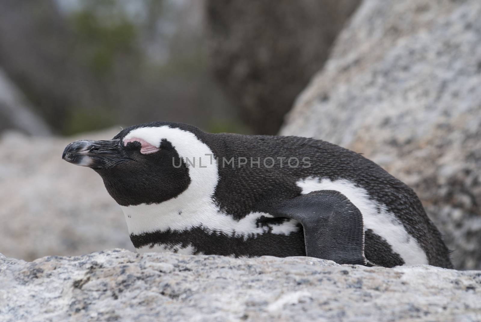 African penguin by Anna07