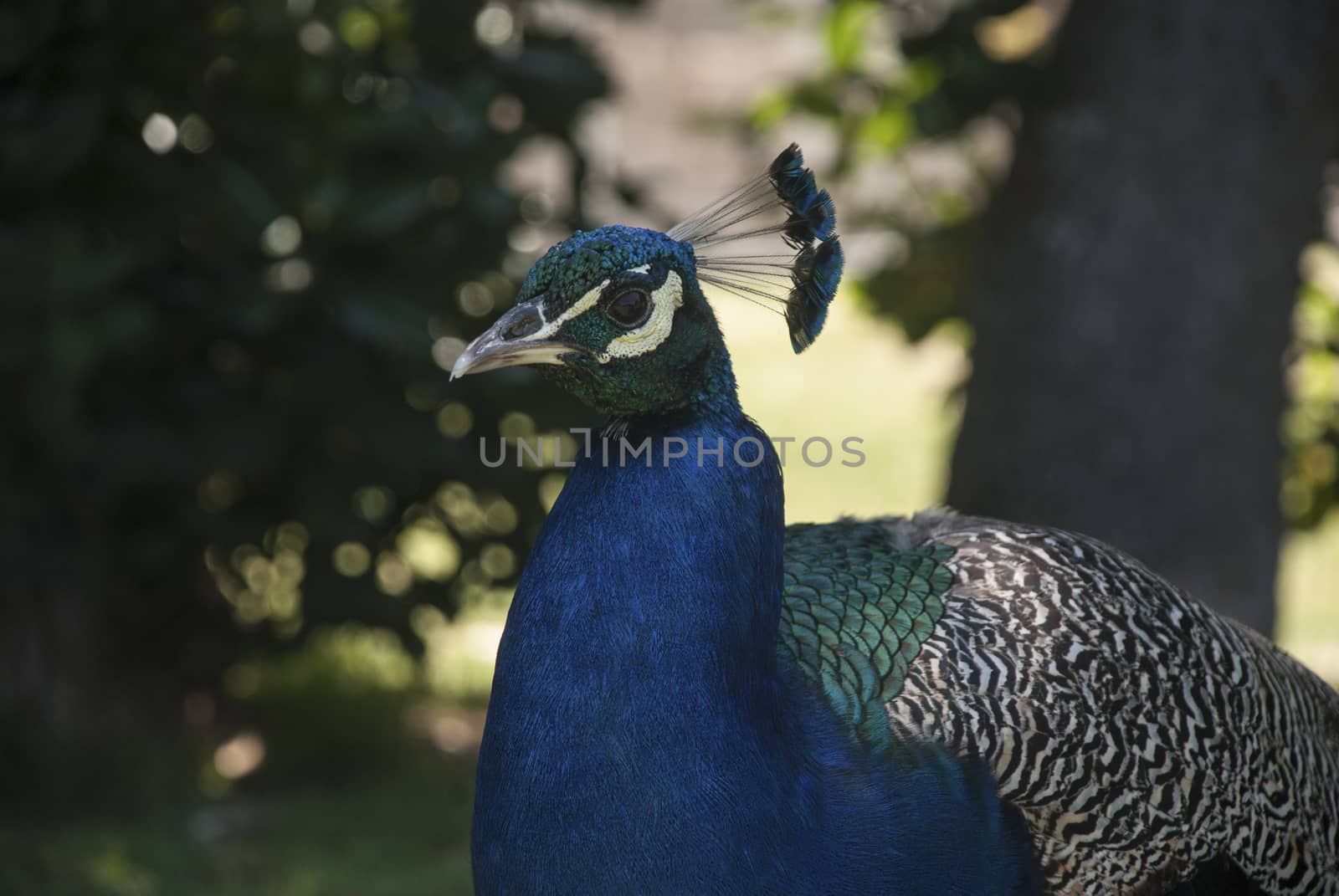 A peacock walks around a garden, South Africa