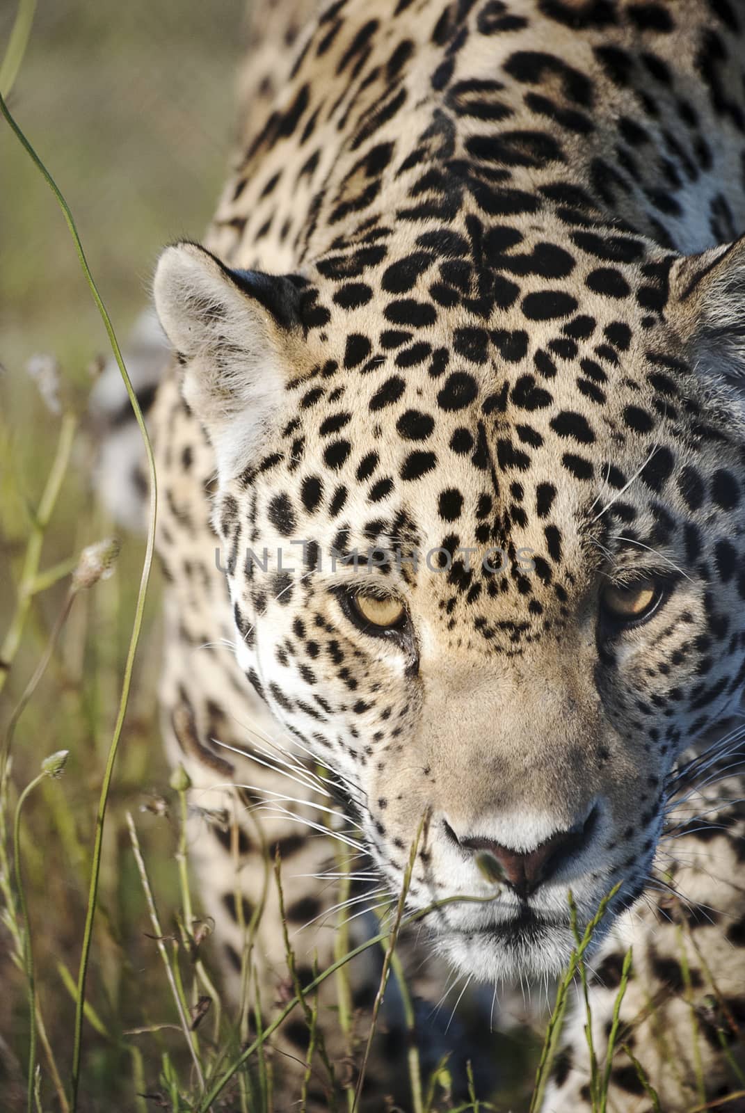 A jaguar prowling towards the camera in a game reserve, South Africa