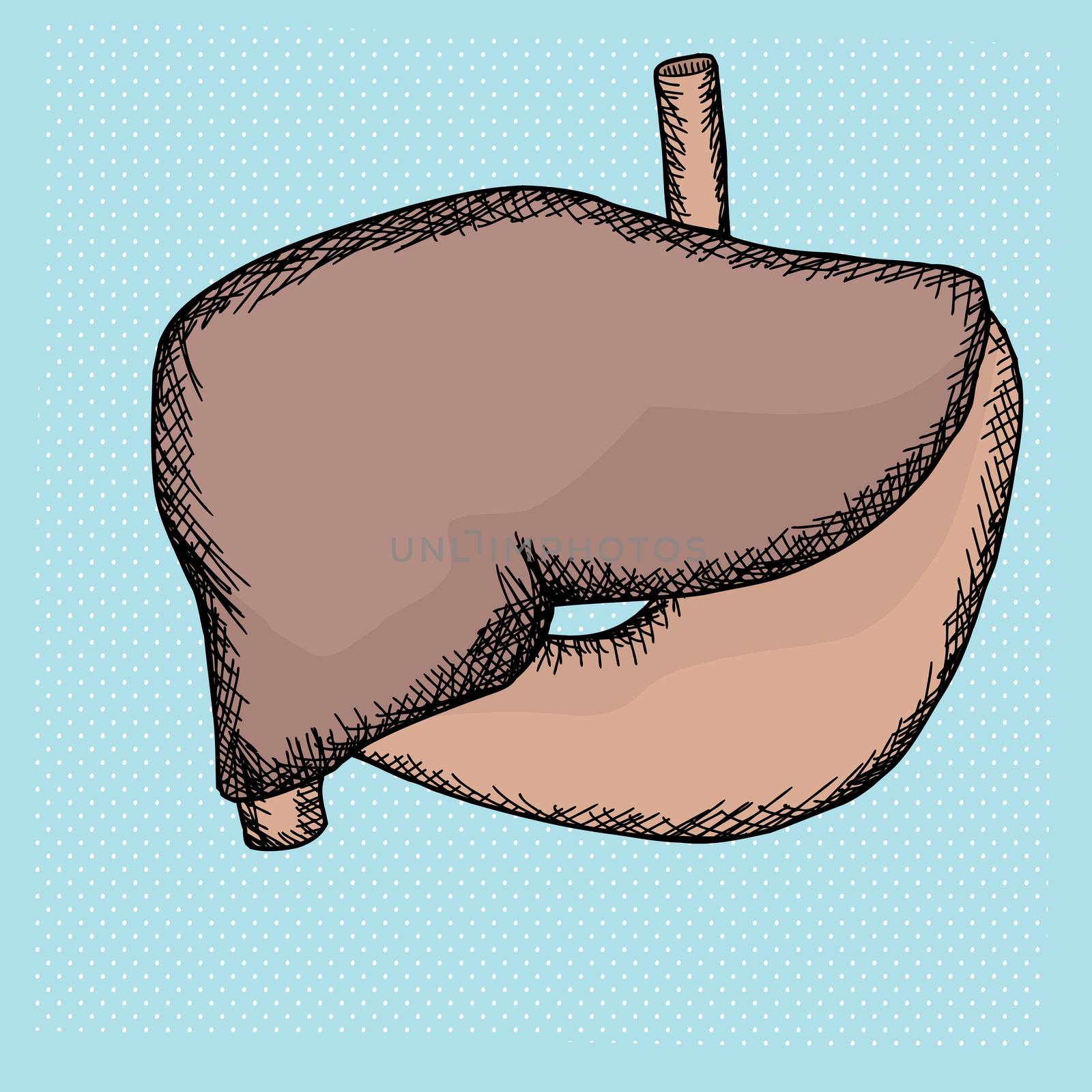 Hand drawn human stomach and liver over halftone