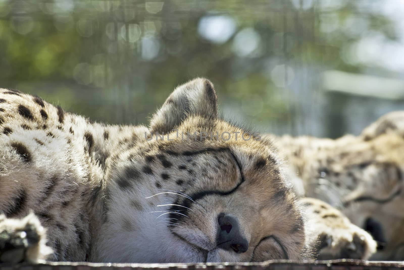 Sleeping cheetahs by Anna07