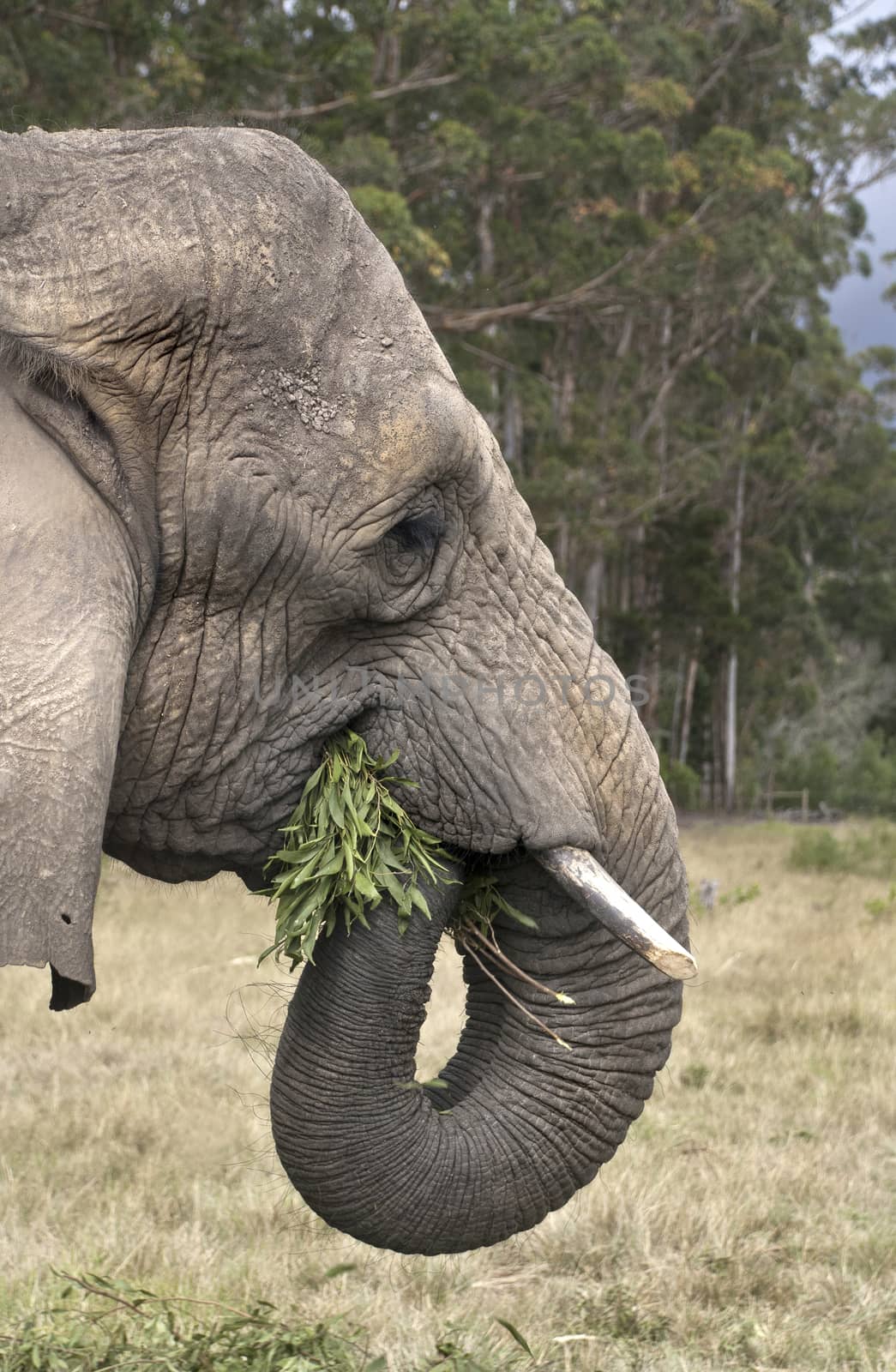 An elephant munches leaves in an elephant sanctuary in South Africa