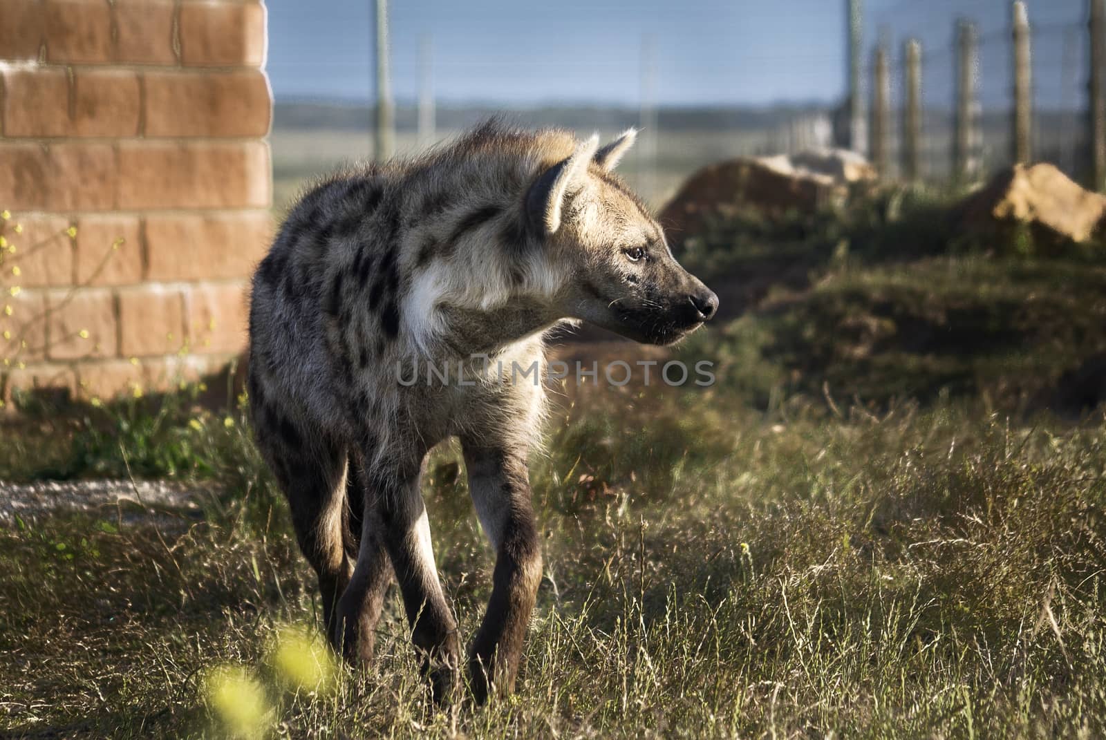 An African painted wild dog (Lycaon pictus) in a wildlife park in South Africa