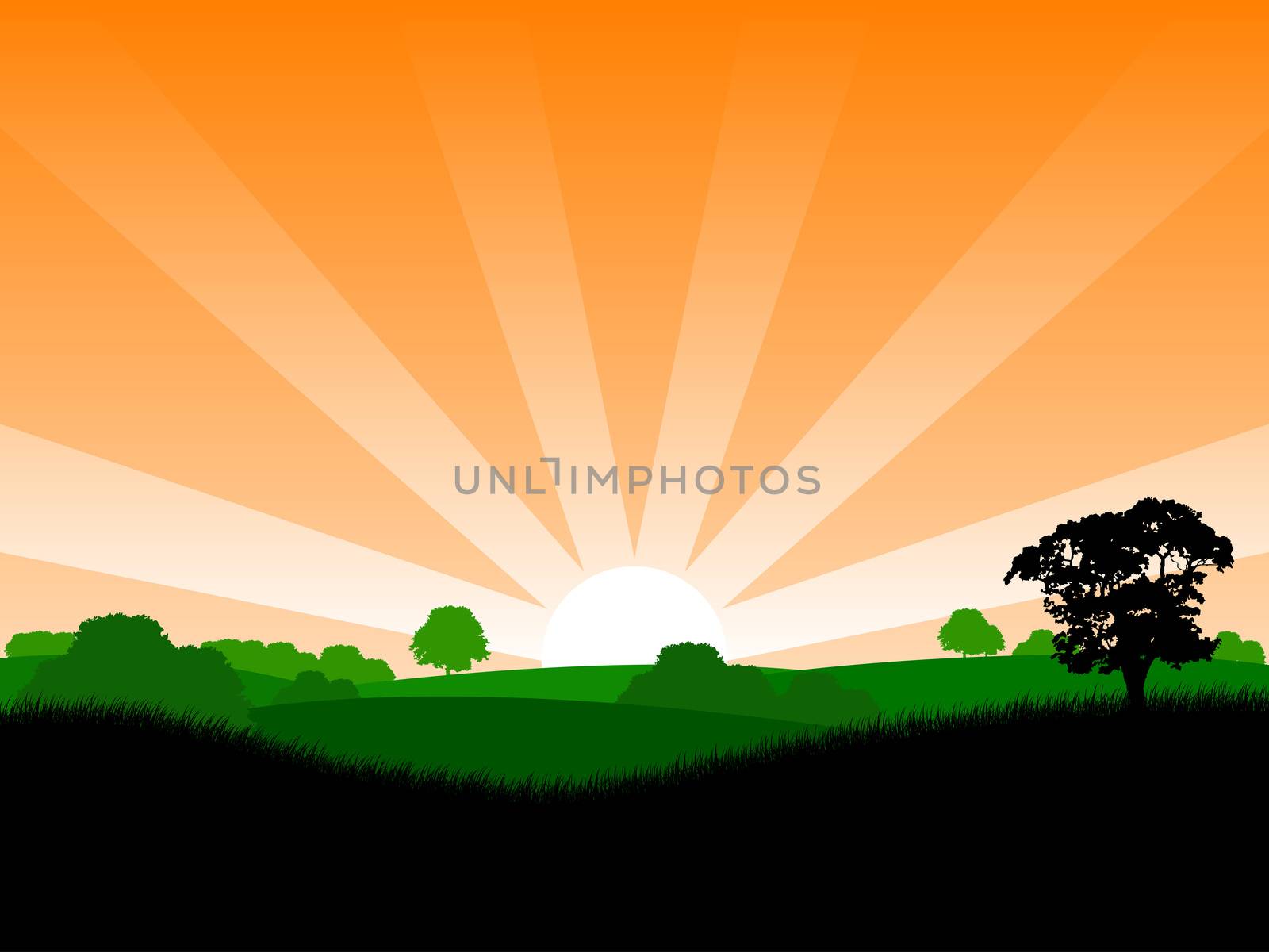 Summer sunrise landscape with trees and grass vector illustration