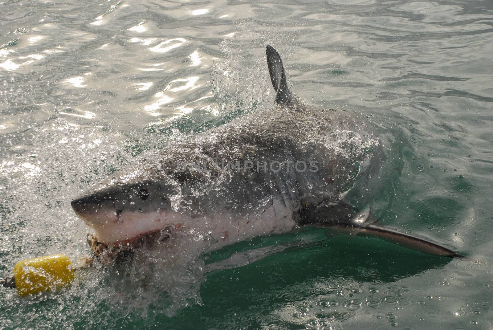 A great white shark bites into the bait from a cge diving boat in Gansbaai, South Africa