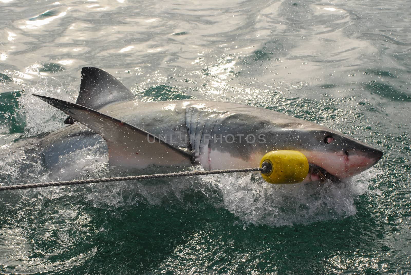 A great white shark bites into the bait from a cge diving boat in Gansbaai, South Africa