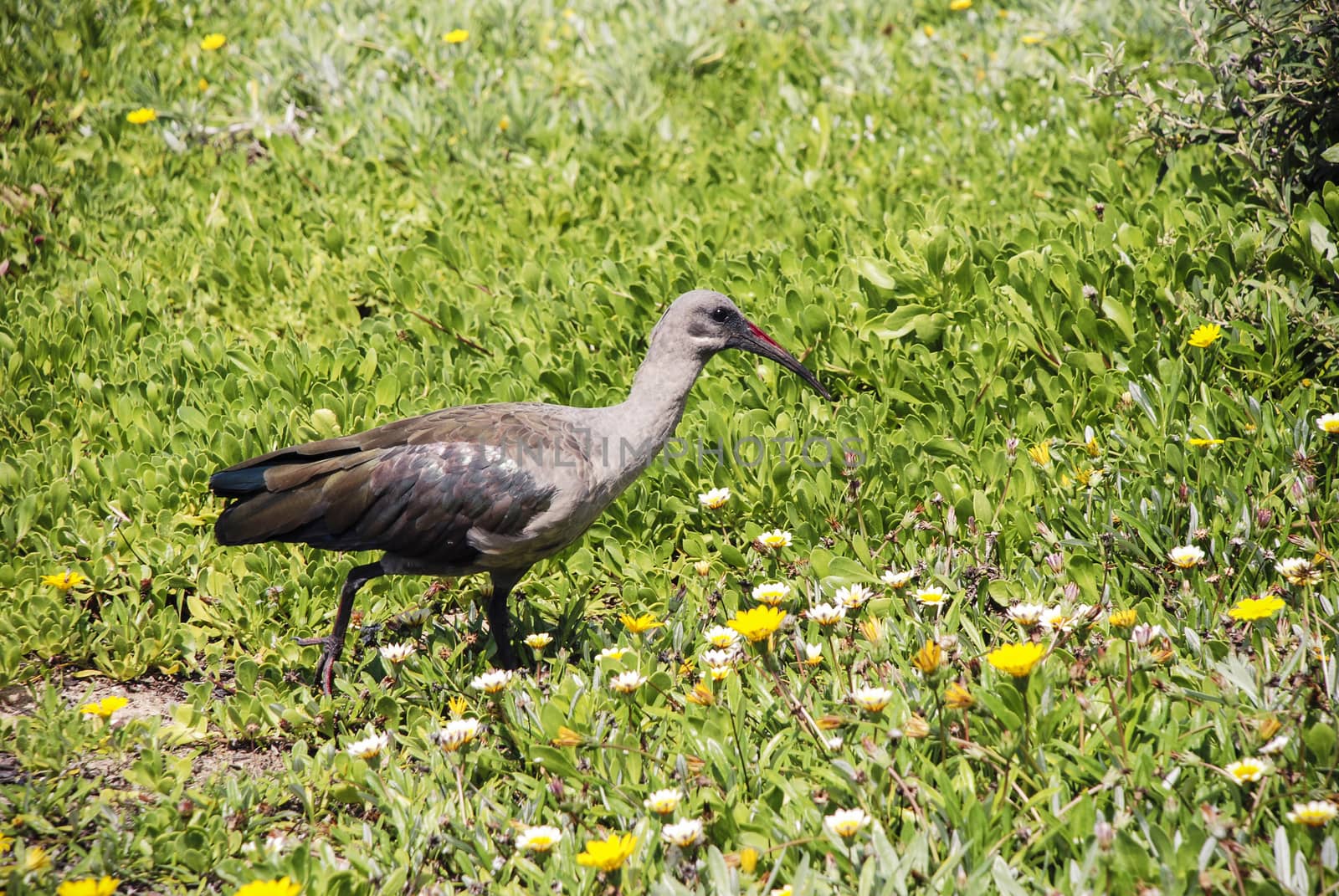 A hadeda ibis in a flower bed, South Africa