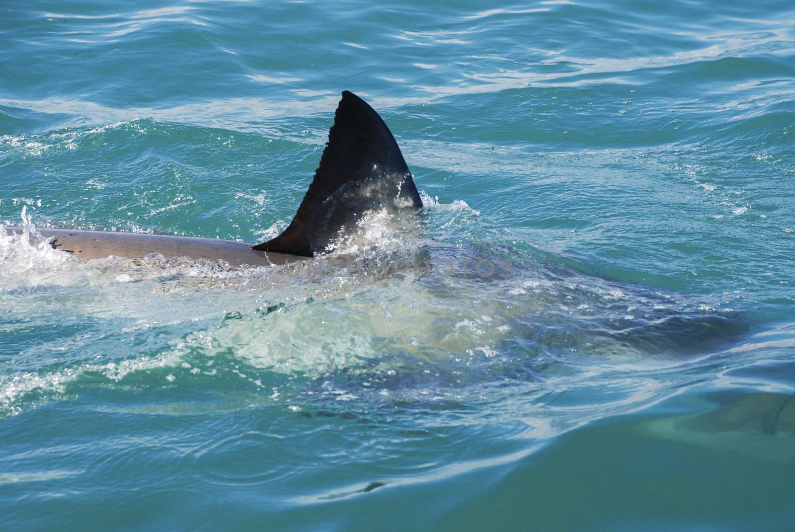 The fin of a great white shark cuts through the water, Gansbaai, South Africa