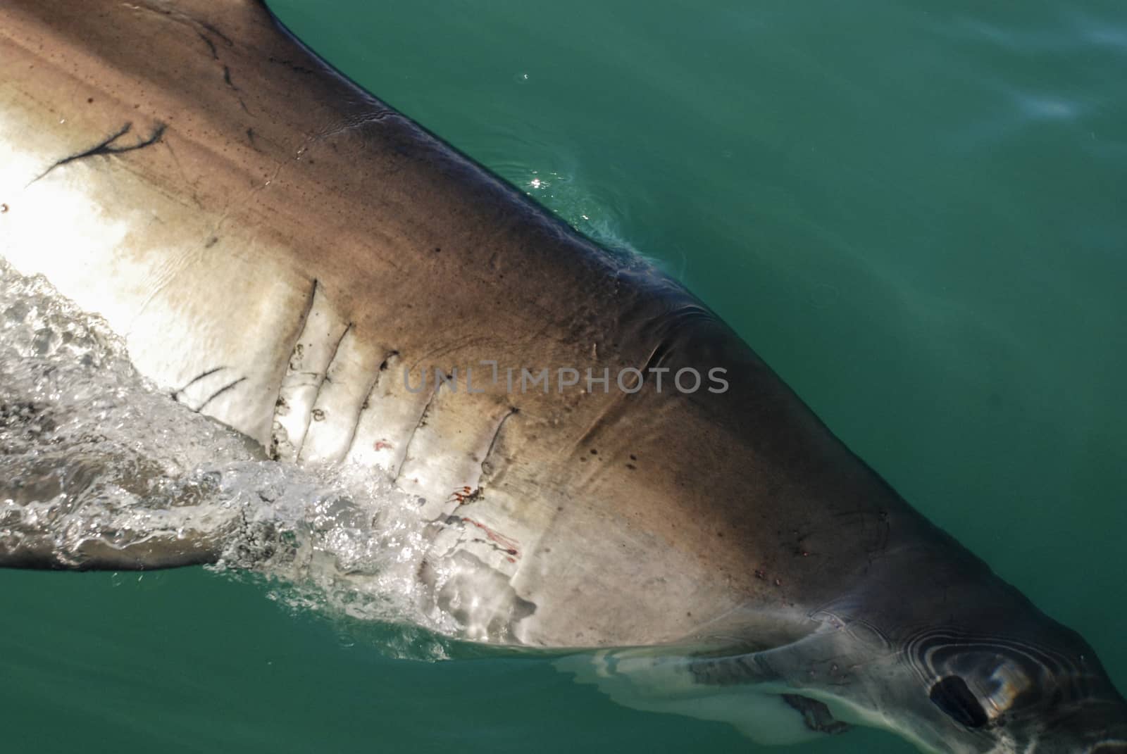 The gills of a great white shark, Gansbaai, South Africa